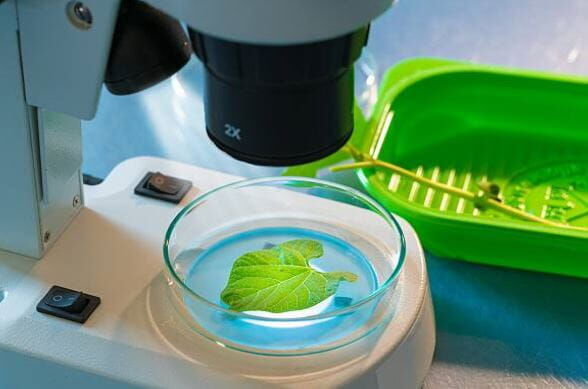 Agro Smart Lab Μυκητιασικές ασθένειες των φυτών - έλεγχος παθογόνων παραγόντων που προκαλούν ασθένειες