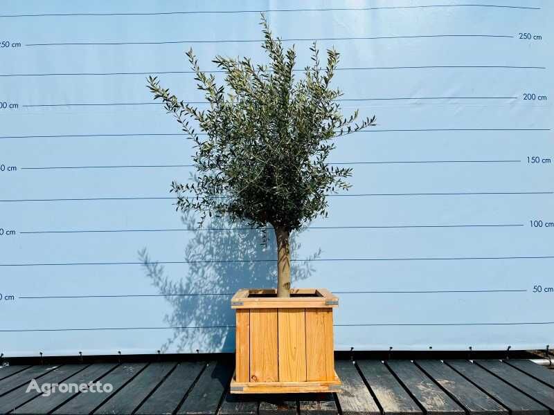 φυντάνι καρποφόρου δέντρου olijfboom gladde stam. stamomvang 20 - 40 cm in hardhouten bak