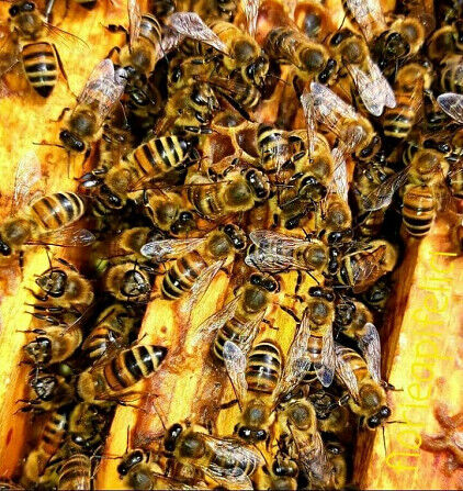 Θα πουλάω αποικίες μελισσών, συσκευασίες μελισσών