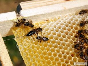 Βασίλισσες της ράτσας των Καρπαθίων από το φυτώριο μελισσών το 2022